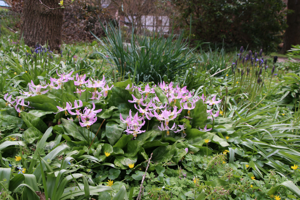 Кандык отогнутый (дат. Hundetand , лат. Erythronium revolutum). Ботанический сад Орхус, Дания. 30 апреля 2023 