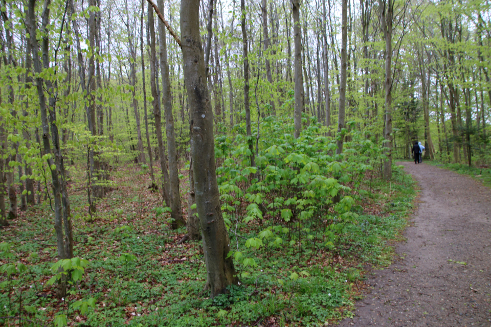 Клён белый (дат. Ahorn / ær, лат. Acer pseudoplatanus). Флора Трельде-нэс, Фредерисия, Дания. 6 мая 2023 