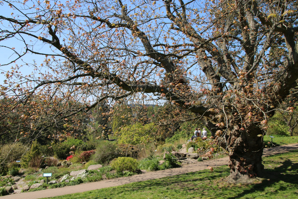 Клён красный (дат. rød løn, лат. Acer rubrum). Ботанический сад Орхус 12 мая 2023, Дания 