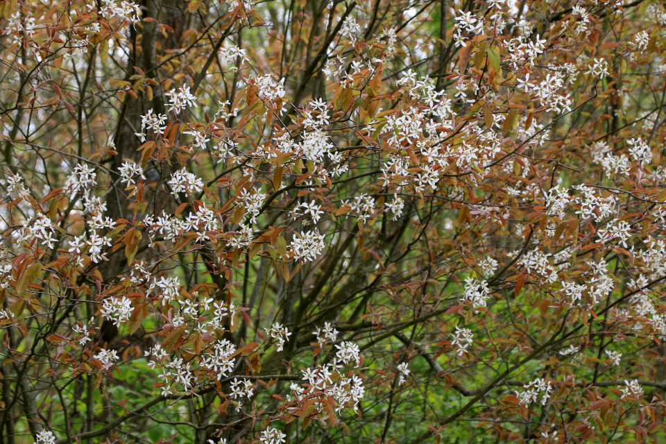 Ирга (дат. Bærmispel, лат. Amelanchier). Лес Неббелгорд. Бёркоп, Дания. 7 мая 2023 