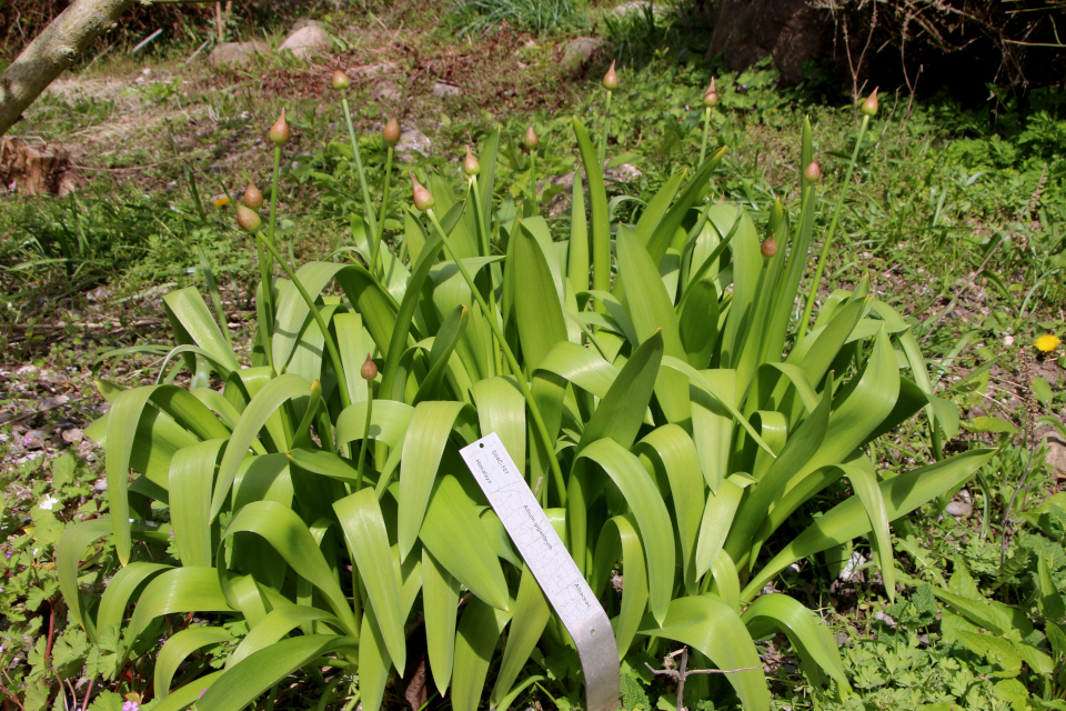 Лук исполинский (дат. Kæmpeprydløg, лат. Allium giganteum). Ботанический сад в Орхусе, Дания. 30 апреля 2023