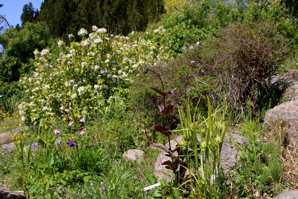 Осока Грея (дат. Morgenstjernestar, лат. Carex grayi). Ботанический сад Орхус 28 мая 2023, Дания 