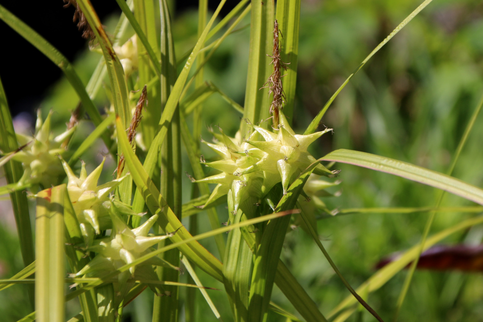 Осока Грея (дат. Morgenstjernestar, лат. Carex grayi). Ботанический сад Орхус 28 мая 2023, Дания