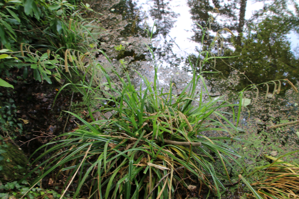 Осока висячая (дат. Kæmpe-Star, лат. Carex pendula). Лесной ботанический сад Орхус 21 мая 2023, Дания 