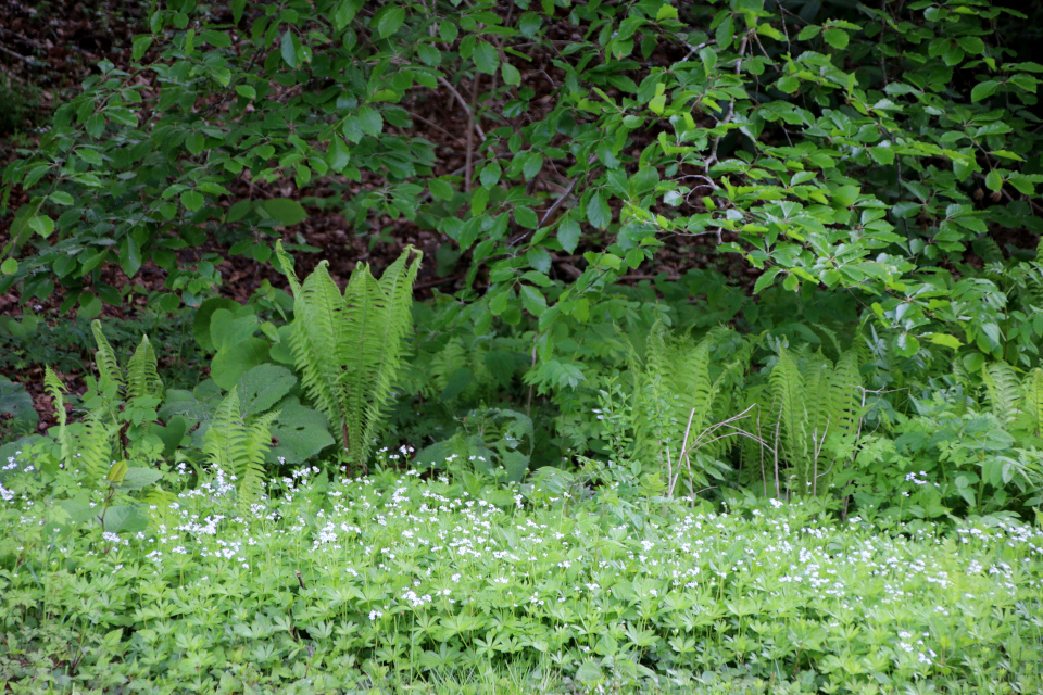 Подмаренник душистый (дат. Skovmærke, лат. Galium odoratum). Лесной ботанический сад Орхус 21 мая 2023, Дания 