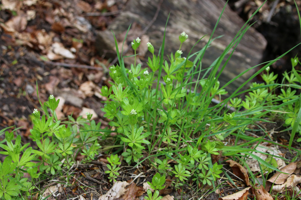 Подмаренник душистый (дат. Skovmærke, лат. Galium odoratum). Датский природный канон, Трельде-Нэс. Дания. 6 мая 2023 