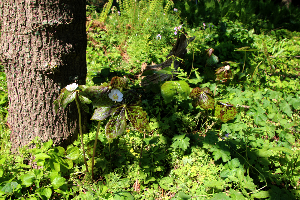 Подофилл гималайский (дат. himalaya fodblad, лат. Podophyllum hexandrum), Ботанический сад Орхус 12 мая 2023, Дания 