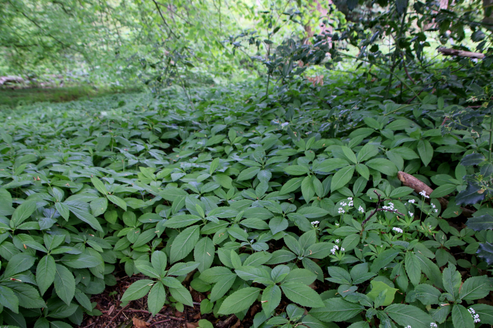 Пролесник многолетний (дат. Almindelig bingelurt, лат. Mercurialis perennis). Лесной ботанический сад Орхус 21 мая 2023, Дания 