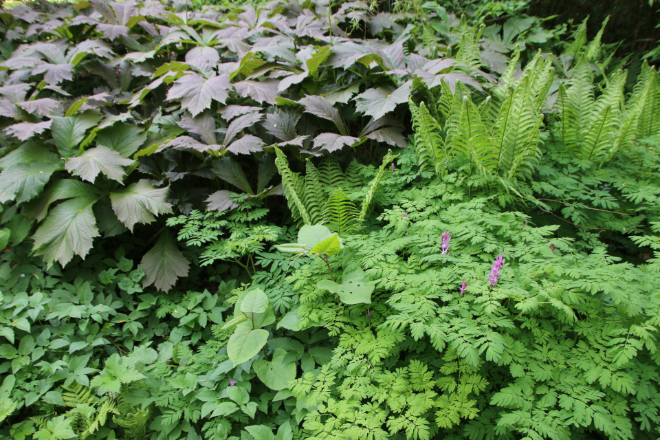 Роджерсия подофилловая (дат. Bronzeblad, лат. Rodgersia Podophylla), Рейнутрия японская (дат. Japanpileurt, лат. Reynoutria japonica). Лесной ботанический сад Орхус 21 мая 2023, Дания 