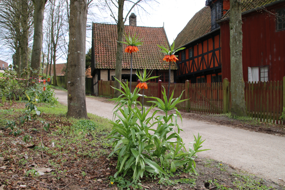 Рябчик императорский (дат. Kejserkrone, лат. Fritillaria imperialis). Ботанический сад Орхус, Дания. 30 апреля 2023