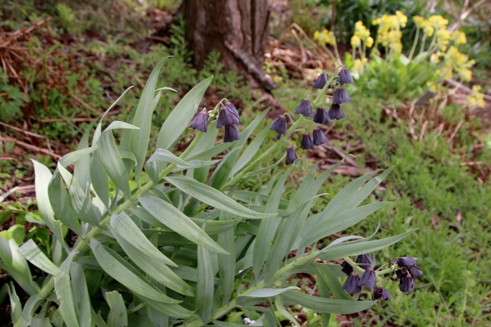 Рябчик персидский (дат. Persisk vibeæg, лат. Fritillaria persica). Ботанический сад Орхус, Дания. 30 апреля 2023 