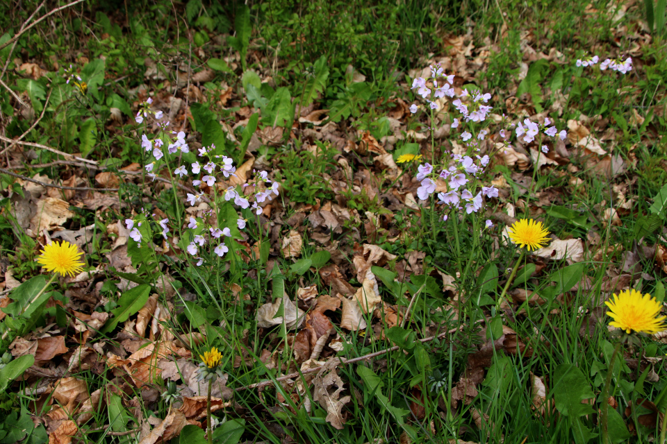 Одуванчик (дат. Mælkebøtte, лат. Taraxacum officinale), Сердечник луговой (дат. Engkarse, лат. Cardamine pratensis). Датский природный канон, Трельде-Нэс. Дания. 6 мая 2023 