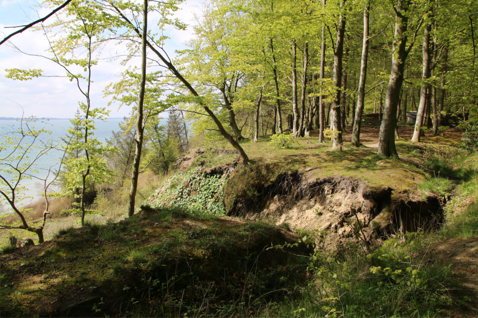 Обрыв, Мать-и-мачеха (дат. Følfod, лат. Tussilago farfara). Трельде-Нэс (Trelde Næs), Фредерисия, Дания. 7 мая 2023 