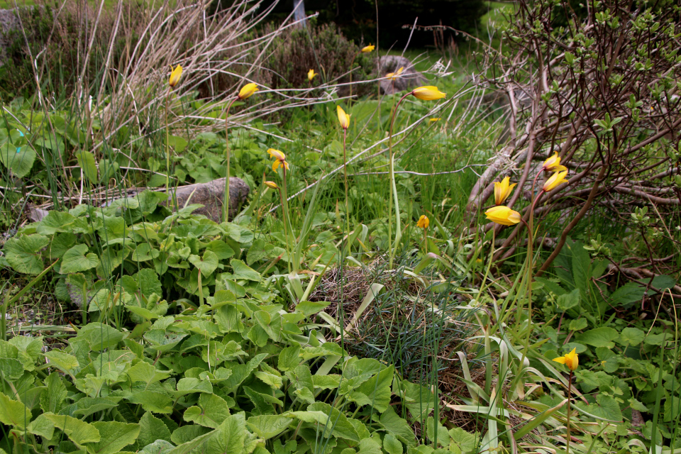 Тюльпан лесной (дат. Vild tulipan, лат. Tulipa sylvestris). Ботанический сад Орхус, Дания. 30 апреля 2023