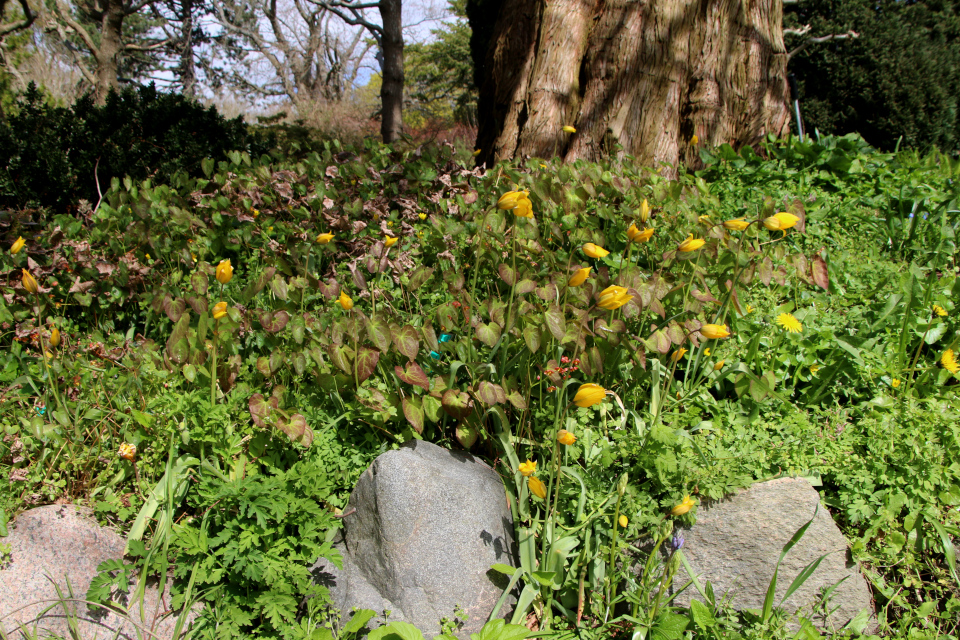 Тюльпан лесной (дат. Vild tulipan, лат. Tulipa sylvestris). Ботанический сад Орхус, Дания. 30 апреля 2023