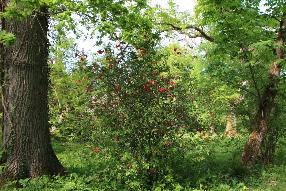 Хеномелес (дат. Stor Japankvæde, лат.Chaenomeles speciosa umbilicata). Лесной ботанический сад Орхус 21 мая 2023, Дания 