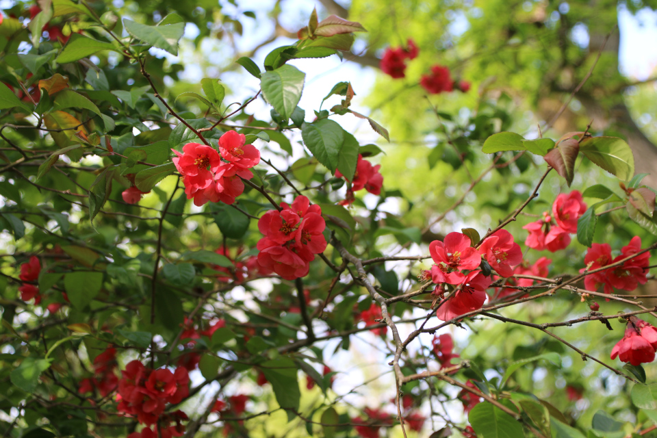 Хеномелес (дат. Stor Japankvæde, лат.Chaenomeles speciosa umbilicata). Лесной ботанический сад Орхус 21 мая 2023, Дания 