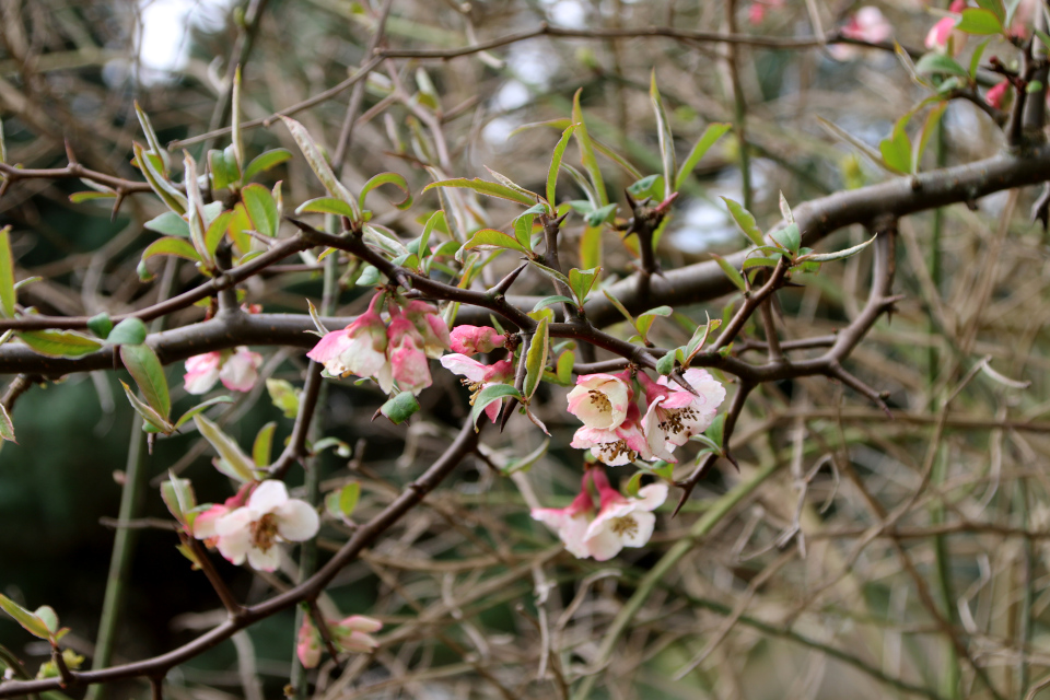 Хеномелес катаянский / айва катаянская (дат. Ananaskvæde Buskkvæde, лат. Chaenomeles cathayensis)