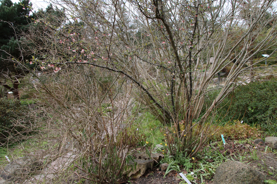 Микровишня Вишня мелкоплодная (лат. Prunus microcarpa var. microcarpa). Ботанический сад Орхус, Дания. 30 апреля 2023