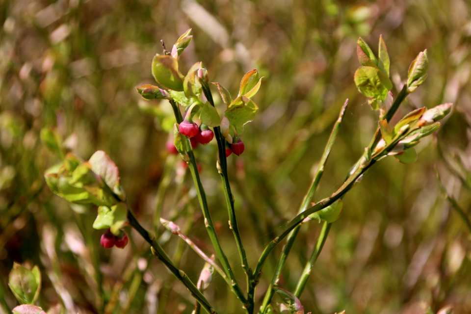 Черника обыкновенная (Дат. Blåbær, лат. Vaccinium myrtillus). Видбьерг (Hvidbjerg), Бёркоп, Дания. 5 мая 2023