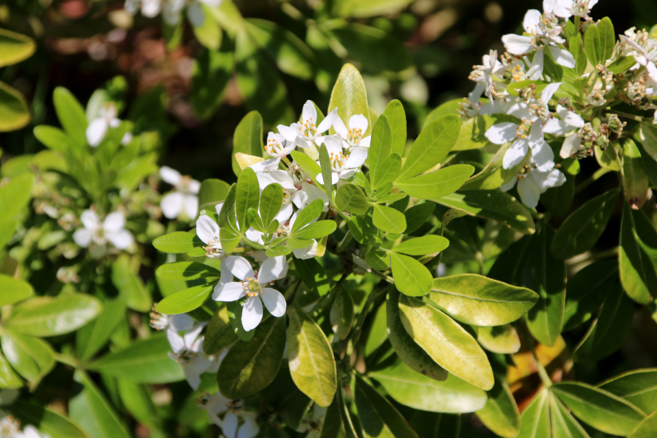 Шуазия тройчатая (дат. Orangeblomst, лат. Choisya ternata). Ботанический сад г. Орхус, Дания. 28 мая 2023 