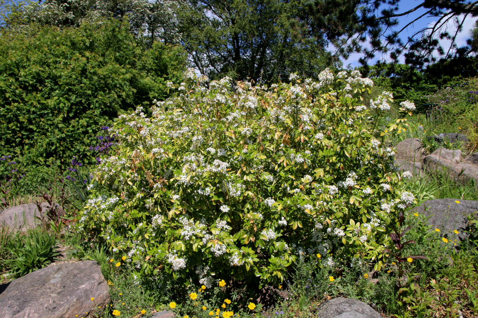 Шуазия тройчатая (дат. Orangeblomst, лат. Choisya ternata). Ботанический сад г. Орхус, Дания. 28 мая 2023 