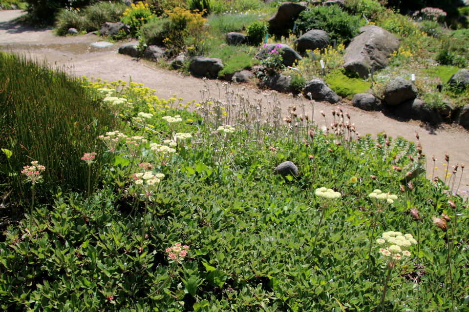Эриогонум борщевиколистный (лат. Eriogonum heracleoides). Ботанический сад г. Орхус, Дания. 28 мая 2023 