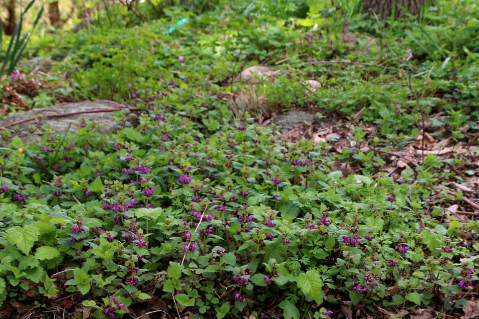 Яснотка пурпурная (дат. Rød Tvetand, лат. Lamium purpureum). Ботанический сад Орхус, Дания. 30 апреля 2023 