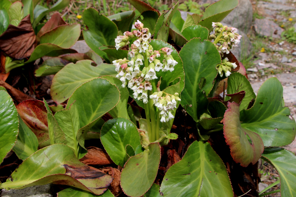 Бадан толстолистный (дат. Hjertekæmpestenbræk, лат. Bergenia cordifolia 'Bressingham White'). Ботанический сад Орхус, Дания. 30 апреля 2023 