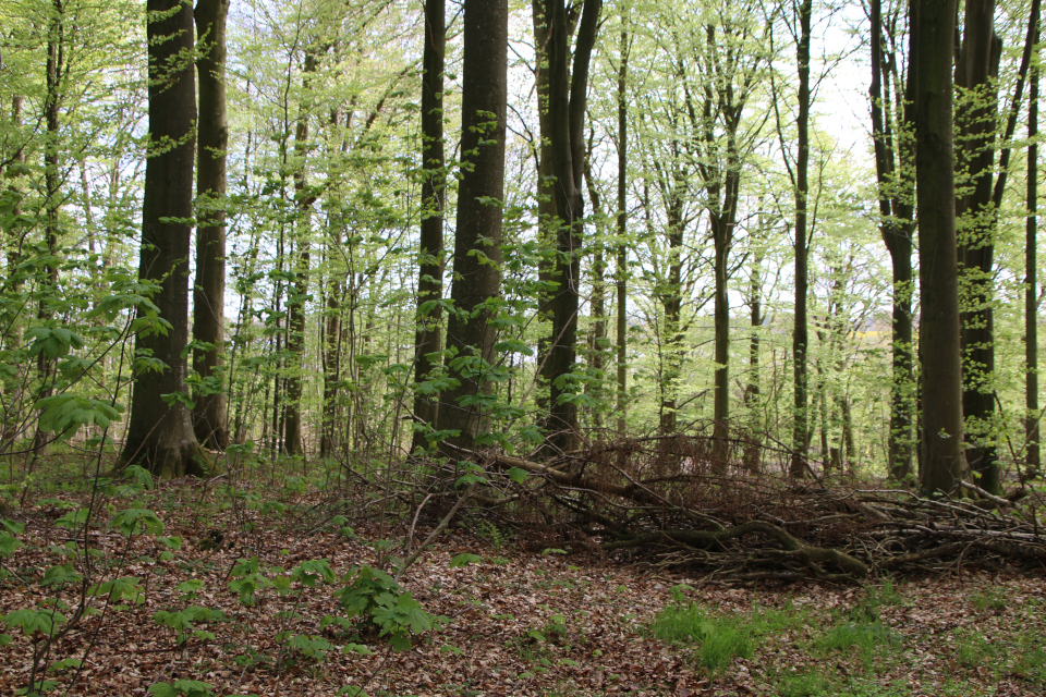 Частный лес Неббелгорд. Бёркоп, Дания. 7 мая 2023 