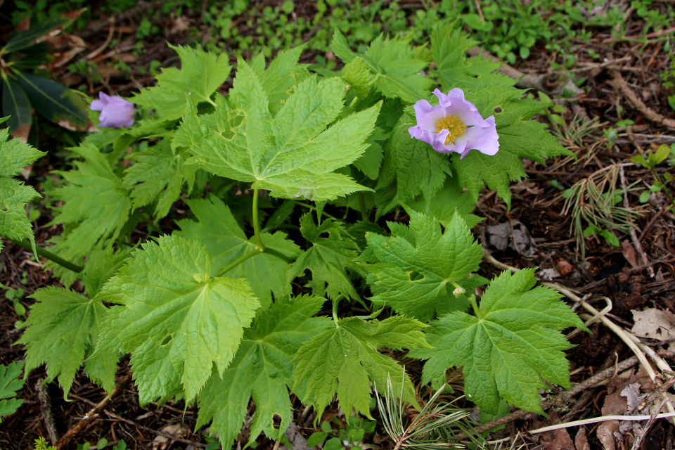 Глауцидиум пальчатый (лат. Glaucidium palmatum). Ботанический сад Орхус, Дания. 30 апреля 2023 