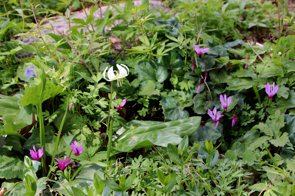 Кандык калифорнийский 'Белая красавица' (лат. Erythronium californicum 'White Beauty'). Ботанический сад Орхус, Дания. 30 апреля 2023 