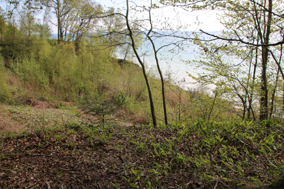 Ландыш майский (дат. Liljekonval, лат. Convallaria majalis). Трельде-Нэс (Trelde Næs), Фредерисия, Дания. 7 мая 2023 