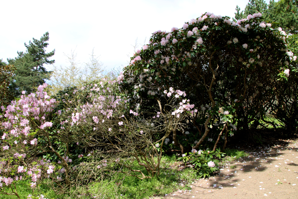 Рододендрон Шлиппенбаха (дат. Koreaazalea, лат. Rhododendron schlippenbachii). Ботанический сад Орхус, Дания. 30 апреля 2023 