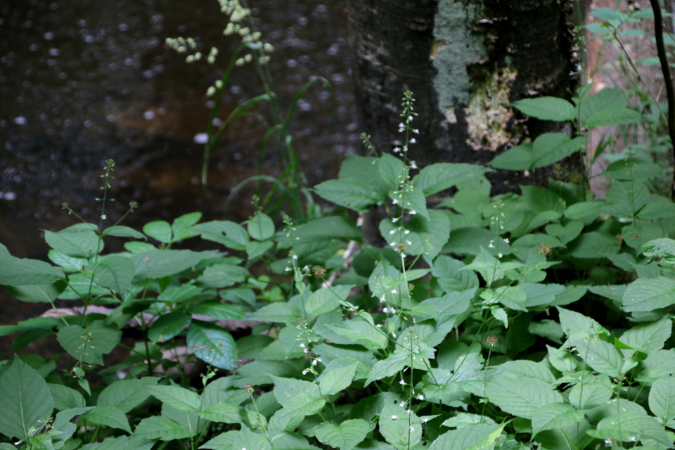 Двулепестник парижский (дат. Dunet Steffensurt, лат. Circaea lutetiana, семейство Кипрейные, Onagraceae). Долина Фульден (Fulden dalen), Дания. 25 июня 2023 