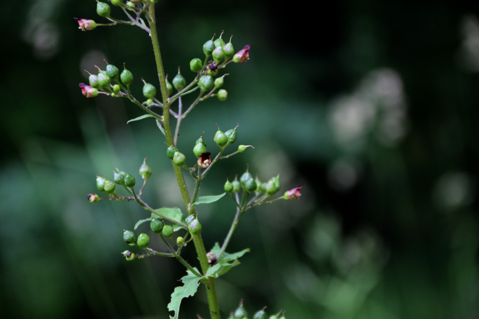 Норичник узловатый (дат. Knoldet Brunrod, лат. Scrophularia nodosa, семейство Норичниковые, Scrophulariaceae). Долина Фульден (Fulden dalen), Дания. 25 июня 2023 