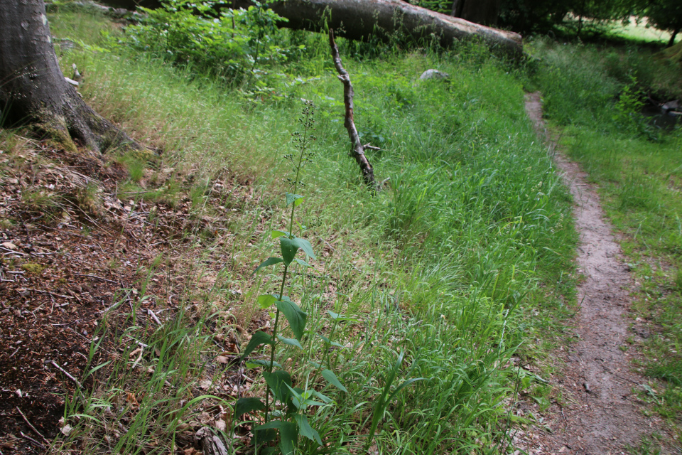 Норичник узловатый (дат. Knoldet Brunrod, лат. Scrophularia nodosa, семейство Норичниковые, Scrophulariaceae). Долина Фульден (Fulden dalen), Дания. 25 июня 2023 