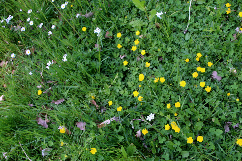 Сердечник луговой (дат. Engkarse, лат. Cardamine pratensis). Лесной ботанический сад, Орхус, Дания. 3 июня 2023 