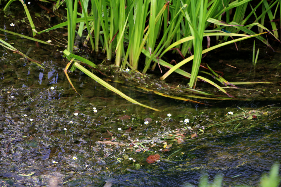 Лютик водный (дат. Almindelig Vandranunkel, лат. Ranunculus aquatilis var. aquatilis). Речка Гибер (Giberå). Долина Фульден (Fulden dalen), Дания. 25 июня 2023