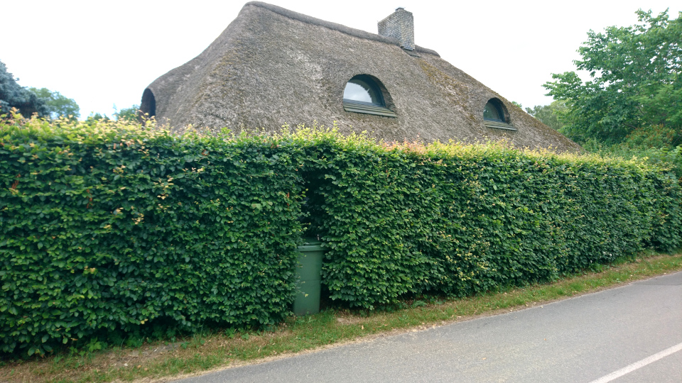 Буковая ограда. Старый дом с соломенной крышей. Фульден, Fulden Byvej. Дания. 25 июня 2023