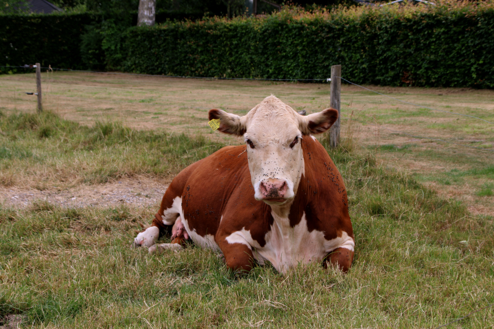 Корова с мушками. Ферма в долине Фульден, Дания. 25 июня 2023 