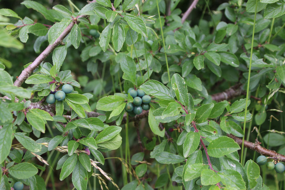 Тёрн (дат. Slåen, лат. Prunus spinosa). Фульден, Дания. 25 июня 2023 