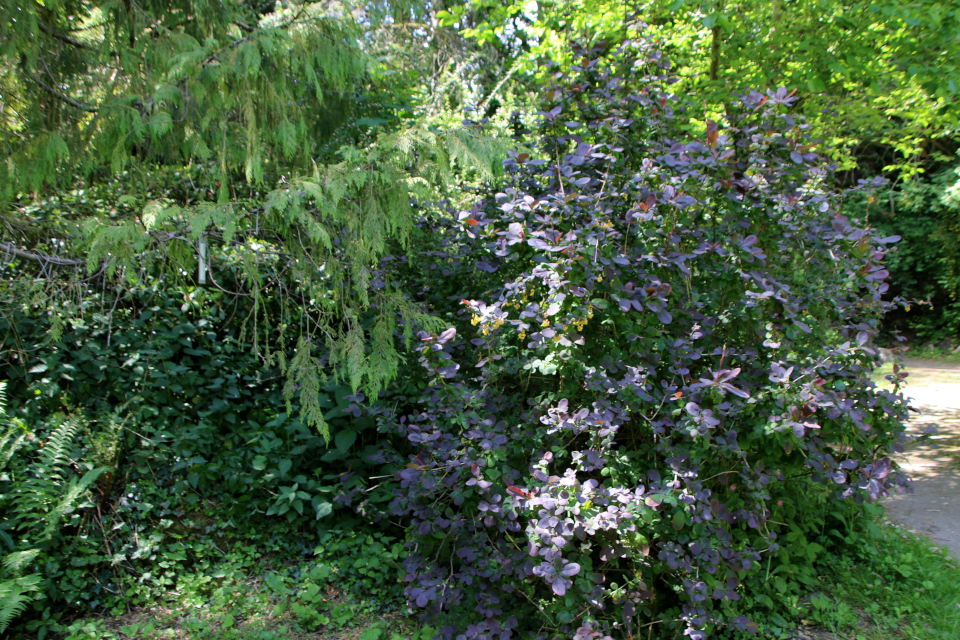 Кипарис нутканский (дат. Nutkacypres, лат. Chamaecyparis nootkatensis) . Лесной ботанический сад, Орхус, Дания. 3 июня 2023 