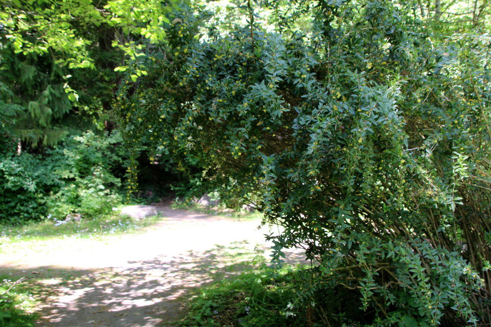 Барбарис бородавчатый (дат. Vorteberberis, лат. Berberis verruculosa). Лесной ботанический сад 3 июня 2023, Орхус, Дания 