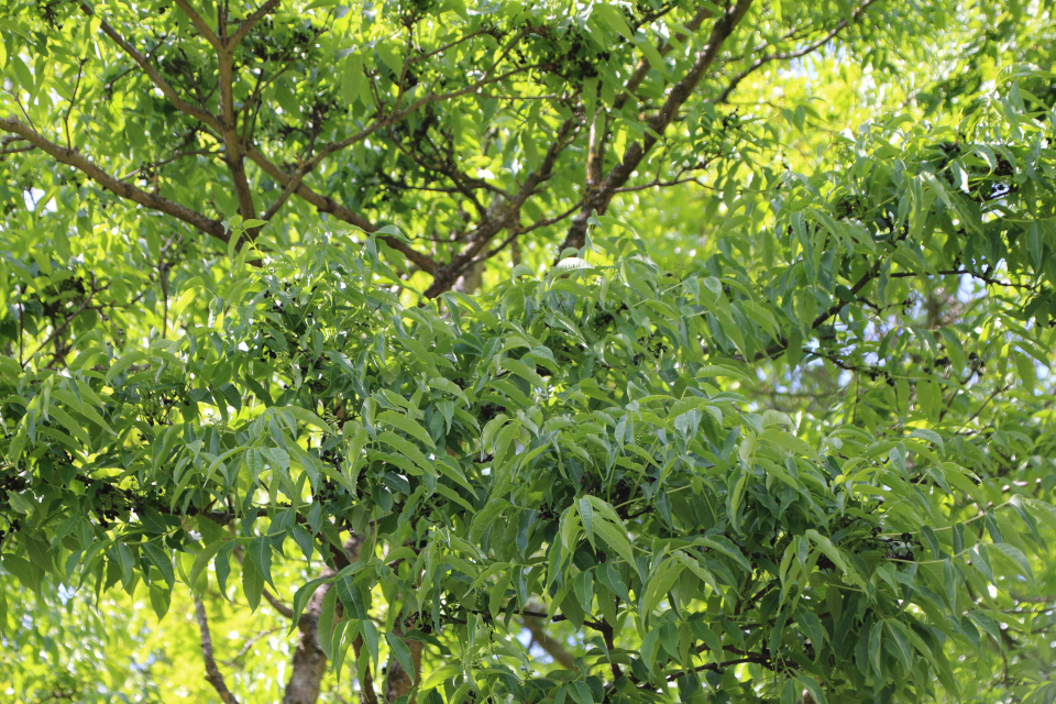 Бархат амурский (дат. Amur-korktræ, лат. Phellodendron amurense). Лесной ботанический сад 3 июня 2023, Орхус, Дания 