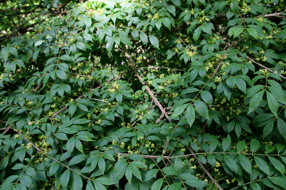 Бересклет крылатый (дат. Vingebenved, лат. Euonymus alatus). Лесной ботанический сад 3 июня 2023, Орхус, Дания 