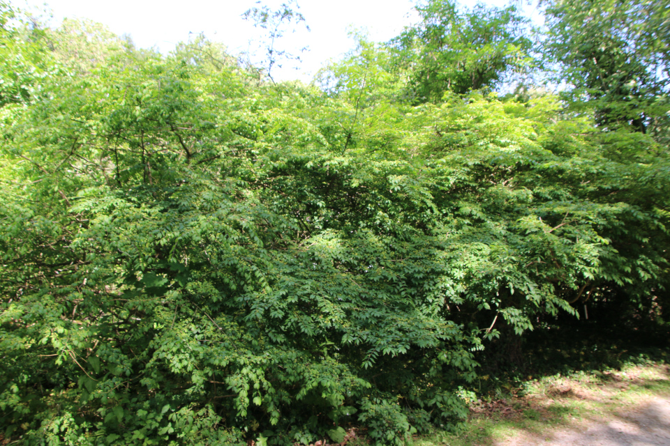 Бересклет крылатый (дат. Vingebenved, лат. Euonymus alatus). Лесной ботанический сад 3 июня 2023, Орхус, Дания 