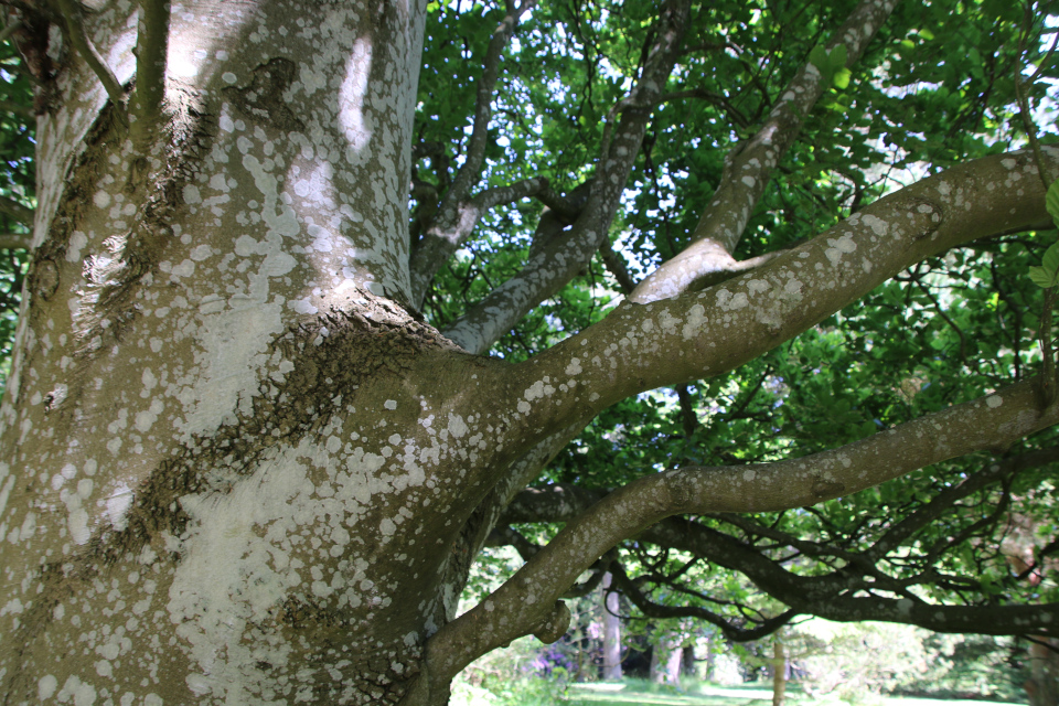 Бук вертикальный (дат. Søjlebøg, лат. Fagus sylvatica 'Fastigiata'). Лесной ботанический сад Орхус, Дания. 3 июня 2023 