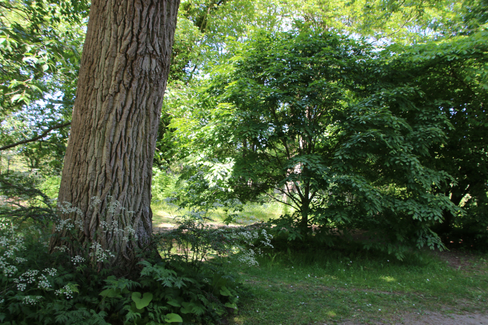 Бук японский (дат. Japansk Bøg, лат. Fagus japonica). Лесной ботанический сад 3 июня 2023, Орхус, Дания 