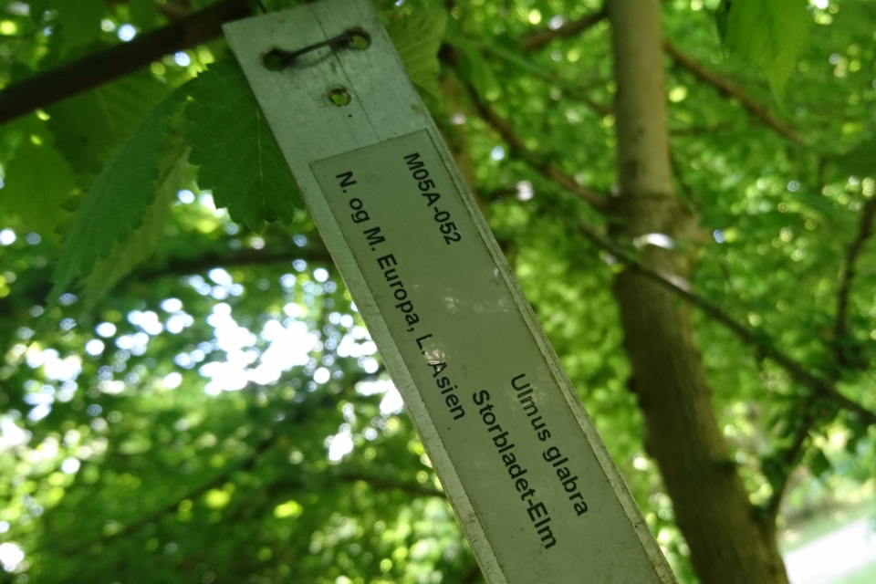 Вяз (дат. шершавый, лат. Elm Ulmus glabra). Лесной ботанический сад, Орхус, Дания. 3 июня 2023 